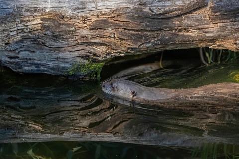 One giant otter or giant river otter (Pteronura brasiliensis) swimming in a river, passing a log