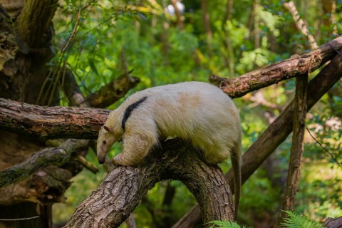 A southern tamandua (Tamandua tetradactyla), climbs in a tree in a forest