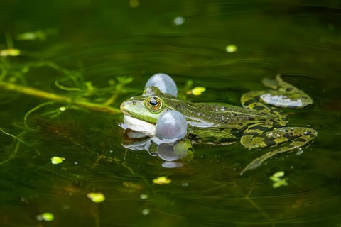 Edible frog (Pelophylax esculentus) in a little lake in the water, Bavaria, Germany, Europe