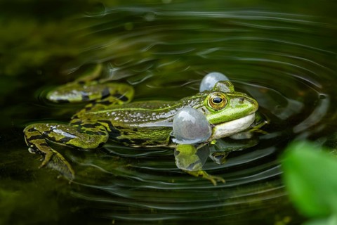 Edible frog (Pelophylax esculentus) in a little lake in the water, Bavaria, Germany, Europe