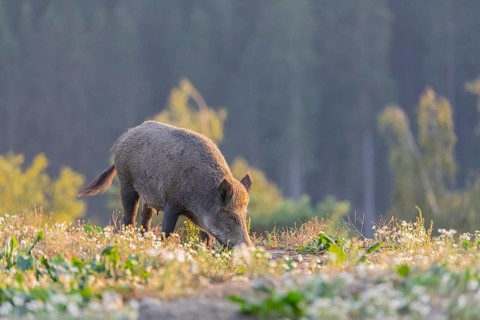 One adult wild boar or wild pig (Sus scrofa) searching for food on a flowering meadow in late