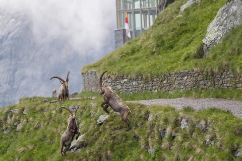 Some ibex (Capra ibex) walking along the walkway to the Svarowsky information center, at the