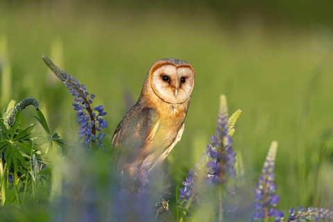 One barn owl (Tyto alba) sitting on a branch lying in a field of flowering lupines in late evening