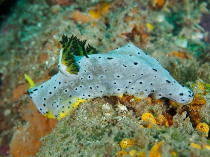 Dotted snail with yellow details, grey banana nudibranch (Notodoris serenae), moving on a coral