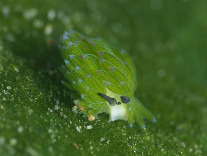 A small, green sea creature, leaf sheep snail (Costasiella kuroshimae), on an algae (Avrainvillea