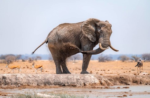 African elephant (Loxodonta africana), bathing at a waterhole, spraying water from its trunk, Nxai