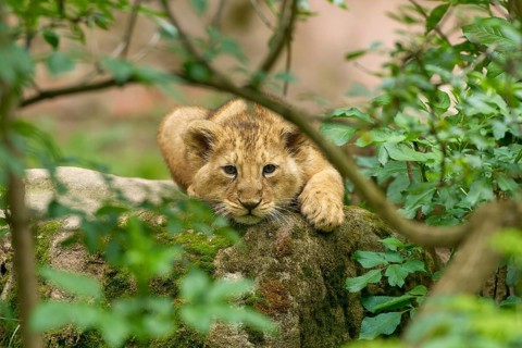 A lion cub relaxes on a moss-covered stone surrounded by lush greenery, captive, Germany, Europe