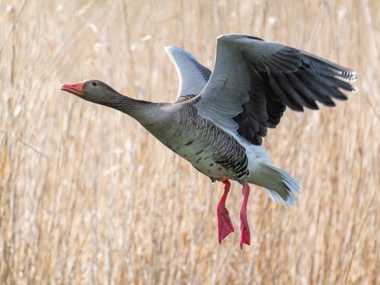Greylag goose (Anser anser) in flight, blurred behind reeds, Thuringia, Germany, Europe