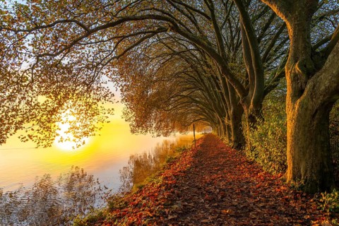 Autumn colours on the Platanen Allee, Hardenberg Ufer, lakeside path on Lake Baldeney, near Haus