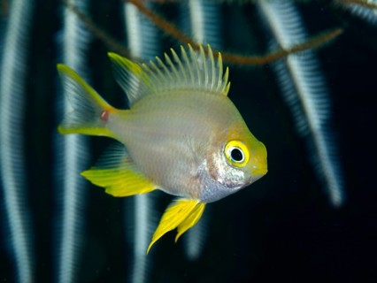 A small fish with yellow fins, Golden damselfish (Amblyglyphidodon aureus), in the water near a