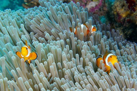 Three specimens of Ocellaris Clownfish (Amphiprion ocellaris) in a sea anemone under water, dive