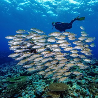 Shoal of fishes Shoal of fishes Luminous spot road sweeper (Gnathodentex aurolineatus), in the