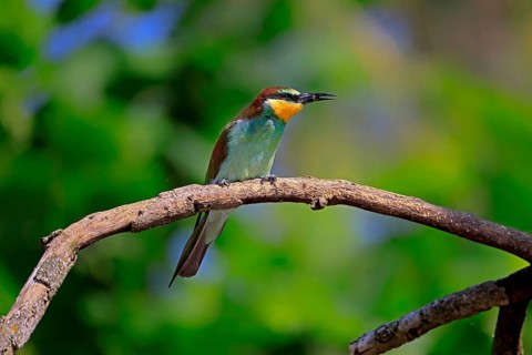 European bee-eater (Merops apiaster), adult, perch, with prey, alert, Rhineland-Palatinate,