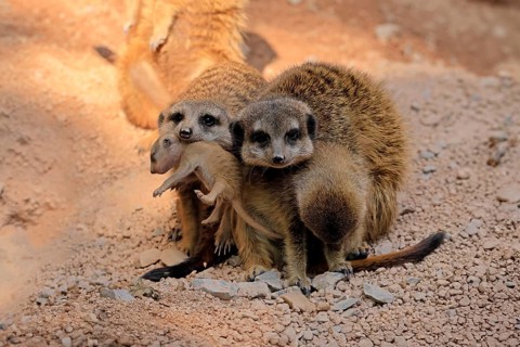 Tiger nut (Suricata suricatta), adult, group, three adults, juvenile, newborn, baby, social