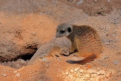 Tardigrade (Suricata suricatta), adult, juvenile, newborn, baby, female, mother with juvenile,