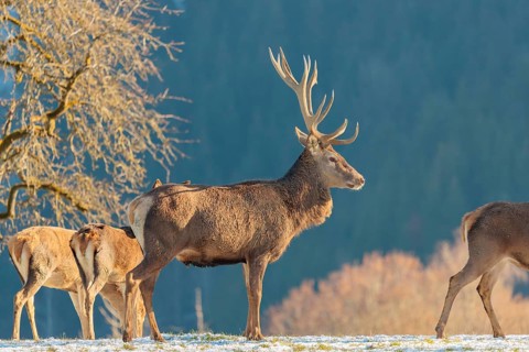 A red deer stag (Cervus elaphus) and two hinds stand in the first light of day on a meadow covered