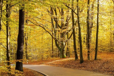 Road through an autumnal deciduous forest near Groß Radisch, Hohendubrau, Saxony, Germany, Europe