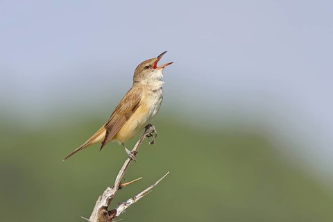 Great Reed Warbler (Acrocephalus arundinaceus) with open beak, singing, twittering, sitting on a