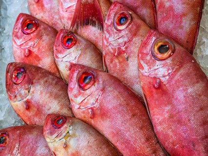 Red Sea Fish, Fish Market in Hurghada, Egypt, Africa