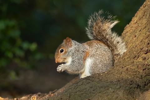 Grey squirrel (Sciurus carolinensis) adult animal feeding on a nut on a tree trunk, England, United