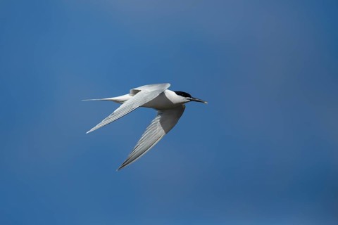 Sandwich tern (Thalasseus sandvicensis) adult bird flying in the summer, England, United Kingdom,