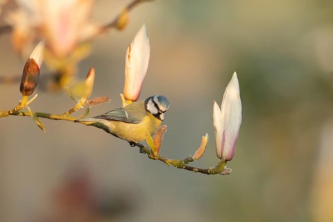 Blue tit (Cyanistes Caeruleus) adult bird on a garden Magnolia tree branch with spring blossom,