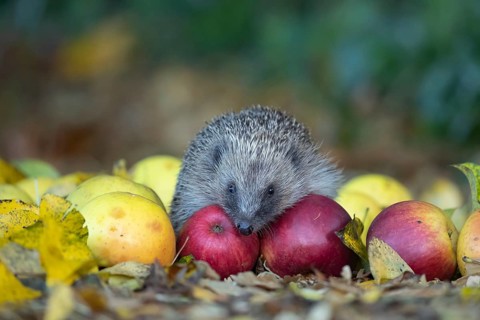 European hedgehog (Erinaceus europaeus) adult animal amongst fallen apples on a garden lawn in