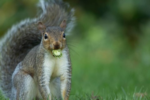 Grey squirrel (Sciurus carolinensis) adult animal with a Hazel tree nut in its mouth in the autumn,