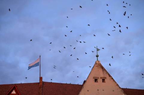 Flock of crows (Corvus corone) in the evening over the Imperial Castle, Nuremberg, Bavaria,