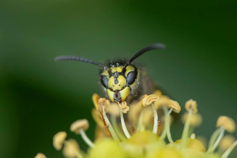 Common wasp (Vespula vulgaris) adult insect on an Ivy flower in autumn, England, United Kingdom,
