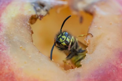 Common wasp (Vespula vulgaris) adult insect on fallen fruit in a garden in summer, England, United