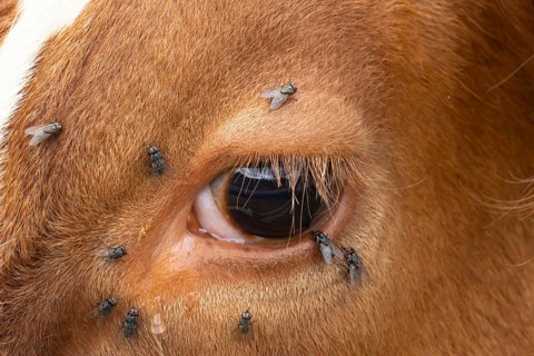 Domestic cattle or cow (Bos taurus) adult farm animal close up of its eye with flies around it,