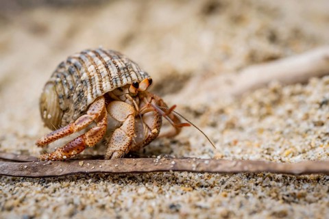Caribbean hermit crab (Coenobita clypeatus), in the sand on the beach, Parque Nacional Cahuita,