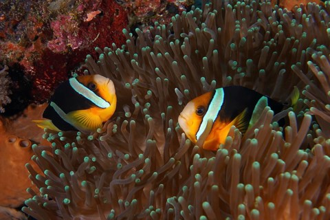Two Clark's anemonefish (Amphiprion clarkii) swimming in a sea anemone, dive site Toyapakeh, Nusa