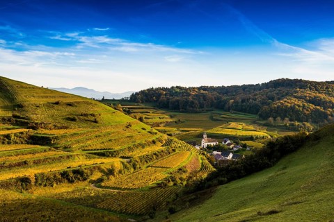 Hilly landscape and vineyards in autumn, near Vogtsburg, Kaiserstuhl, Baden-Württemberg, Germany,