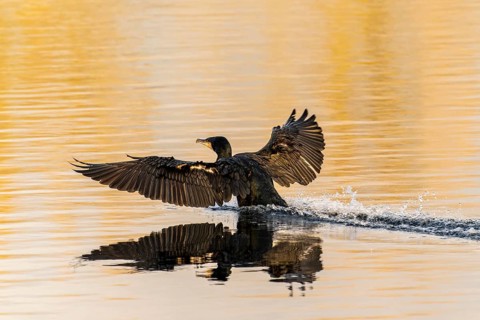 Bird landing on the water, wings spread wide with reflective surface, Cormorant, (Phalacrocorax