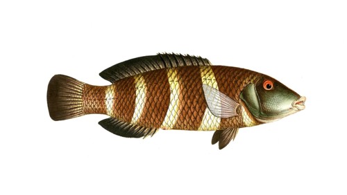 Fish, fish, genus of wrasse, Labrus fasciatus, Hemigymnus fasciatus, banded wrasse, banded wrasse,