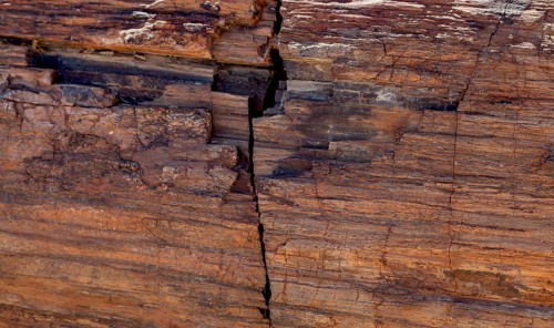 Close-up of the textured surface of a fossilised tree trunk, Damaraland, Namibia, Africa