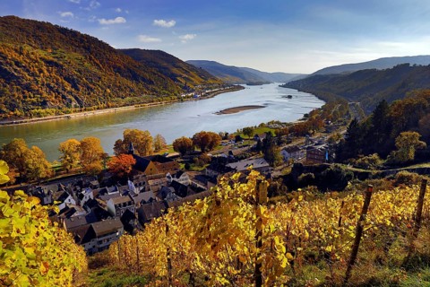 View of Bacharach on the Rhine in autumn with the Fürstental Silvaner wine-growing region, Upper