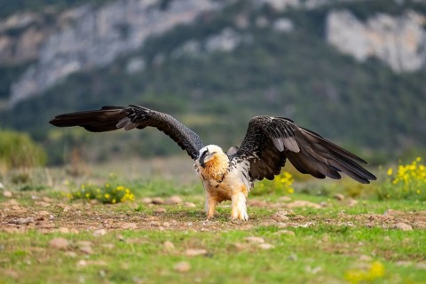 Bearded Vulture (Gypaetus barbatus) adult bird in flight with mountains in the backround, Pyrenees,