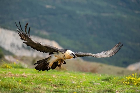 Bearded Vulture (Gypaetus barbatus) adult bird in flight with mountains in the backround, Pyrenees,