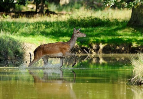 Doe running through a shallow watercourse into a green forest, red deer (Cervus elaphus), Bavaria