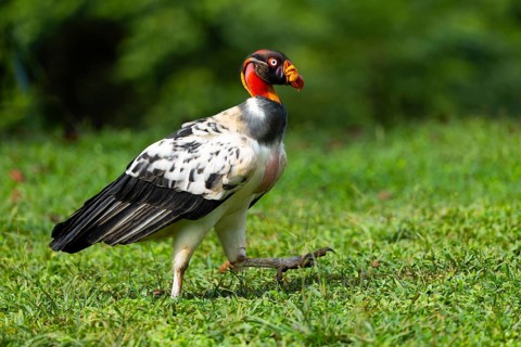 King vulture (Sarcoramphus papa), cock, vulture birds (Aegypiinae), Laguna del Lagarto Lodge,