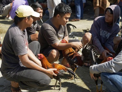 Men discuss cockfighting, Rantepao, Tana Toraja, Sulawesi, Indonesia, Asia