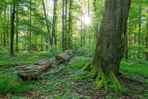 Near-natural deciduous forest, copper beech (Fagus sylvatica) deadwood, Sonnenstern, Hainich