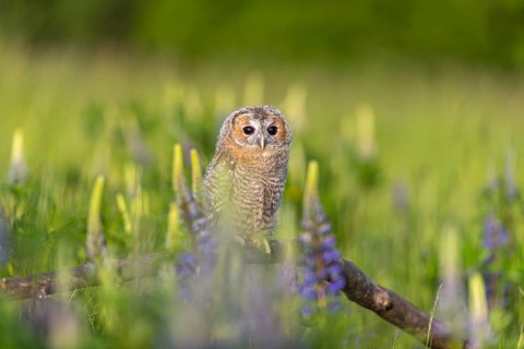 One young Ural owl (Strix uralensis) sitting on a branch lying in a field of flowering lupines in