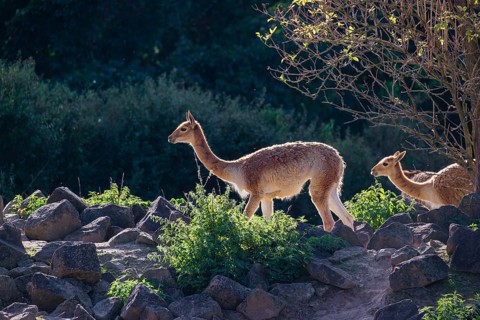 Two vicunas (Lama vicugna) stand on rocky terrain under a tree in a backlit scene