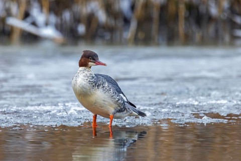 Common merganser, goosander (Mergus merganser merganser) female resting on ice of frozen lake in