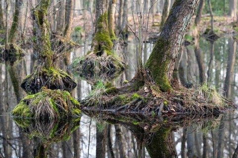 Alder swamp forest in early spring, with high water level, Bottrop, Ruhr area, North