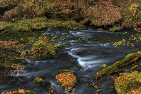 Flowing water with ferns and rocks in the Edmunds Gorge in autumn. River Kamnitz, Hrensko, Ustecky